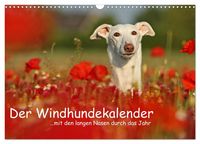 Produktbild: Der Windhundekalender (Wandkalender 2027 DIN A3 quer), CALVENDO Monatskalender