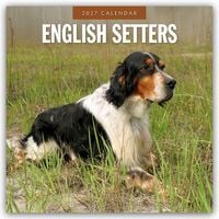 Produktbild: English Setters &ndash; Englisch Setter 2027 &ndash; 16-Monatskalender