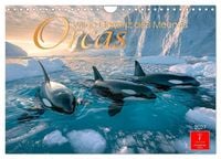 Produktbild: Orcas - Wilde Eleganz des Meeres (Wandkalender 2027 DIN A4 quer), CALVENDO Monatskalender