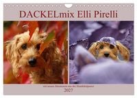 Produktbild: DACKELmix Elli Pirelli (Wandkalender 2027 DIN A4 quer), CALVENDO Monatskalender