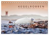 Produktbild: Kegelrobben - Die Kegelrobben von Helgoland (Tischkalender 2027 DIN A5 quer), CALVENDO Monatskalender