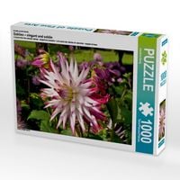Produktbild: CALVENDO Puzzle Ein Motiv aus dem Kalender Dahlien - elegant und sch&ouml;n | 1000 Teile Lege-Gr&ouml;&szlig;e 64x48cm Foto-Puzzle f&uuml;r gl&uuml;ckliche Stunden