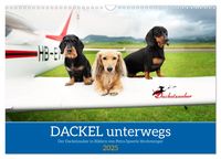 Dackel unterwegs (Wandkalender 2025 DIN A3 quer), CALVENDO Monatskalender