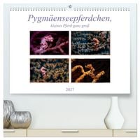 Produktbild: Pygm&auml;enseepferdchen, kleines Pferd ganz gro&szlig; (hochwertiger Premium Wandkalender 2027 DIN A2 quer), Kunstdruck in Hochglanz