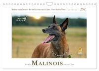 Produktbild: Mit dem Malinois durch das Jahr (Wandkalender 2026 DIN A4 quer), CALVENDO Monatskalender
