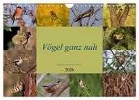 Produktbild: V&ouml;gel ganz nah (Wandkalender 2026 DIN A4 quer), CALVENDO Monatskalender