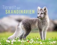Produktbild: Tierwelt Skandinavien Kalender 2027