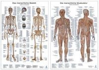 Produktbild: Anatomie Lerntafeln im Doppelpack