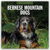 Produktbild: Bernese Mountain Dog &ndash; Berner Sennenhund 2027 &ndash; 16-Monatskalender