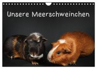 Produktbild: Unsere Meerschweinchen (Wandkalender 2027 DIN A4 quer), CALVENDO Monatskalender