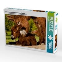 Produktbild: CALVENDO Puzzle Harmonie zwischen Esel Stute und Fohlen | 1000 Teile Lege-Gr&ouml;&szlig;e 64 &times; 48 cm Foto-Puzzle f&uuml;r gl&uuml;ckliche Stunden