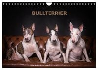 Produktbild: Bullterrier (Wandkalender 2027 DIN A4 quer), CALVENDO Monatskalender