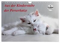 Produktbild: Aus der Kinderstube der Perserkatze (Wandkalender 2026 DIN A4 quer), CALVENDO Monatskalender