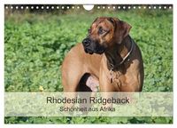 Produktbild: Rhodesian Ridgeback Sch&ouml;nheit aus Afrika (Wandkalender 2026 DIN A4 quer), CALVENDO Monatskalender