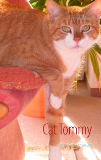 Produktbild: Cat Tommy