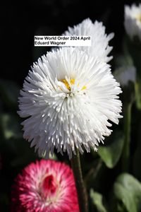 Produktbild: New World Order 2024 April