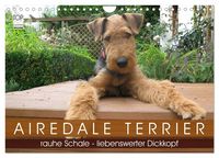 Produktbild: Airedale Terrier (Wandkalender 2026 DIN A4 quer), CALVENDO Monatskalender