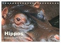 Produktbild: Hippos - Begegnungen in Afrika (Tischkalender 2027 DIN A5 quer), CALVENDO Monatskalender