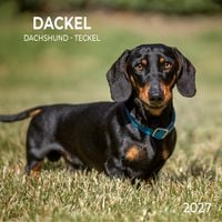 Produktbild: Dackel / Dachshund 2027
