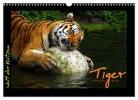 Produktbild: Welt der Katzen - Tiger (Wandkalender 2027 DIN A3 quer), CALVENDO Monatskalender