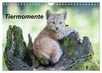 Produktbild: Tiermomente (Wandkalender 2027 DIN A4 quer), CALVENDO Monatskalender