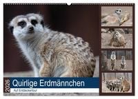 Produktbild: Quirlige Erdm&auml;nnchen (Wandkalender 2026 DIN A2 quer), CALVENDO Monatskalender