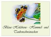 Produktbild: Blaue Holzbiene &ndash; Hummel &ndash; und Taubenschw&auml;nzchen. (Wandkalender 2027 DIN A2 quer), CALVENDO Monatskalender