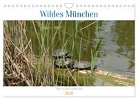 Produktbild: Wildes M&uuml;nchen (Wandkalender 2026 DIN A4 quer), CALVENDO Monatskalender