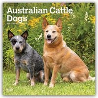 Produktbild: Australian Cattle Dogs 2027 &ndash; 16-Monatskalender
