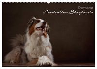 Produktbild: Charmante Australian Shepherds (Wandkalender 2026 DIN A2 quer), CALVENDO Monatskalender