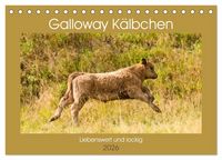 Produktbild: Galloway K&auml;lbchen - Liebenswert und lockig (Tischkalender 2026 DIN A5 quer), CALVENDO Monatskalender