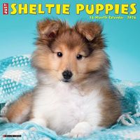 Produktbild: Sheltie Puppies 2026 12 X 12 Wall Calendar