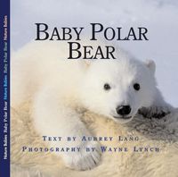 Produktbild: Baby Polar Bear