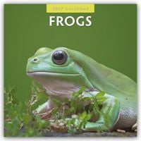 Produktbild: Frogs &ndash; Frosch &ndash; Fr&ouml;sche 2027 &ndash; 16-Monatskalender
