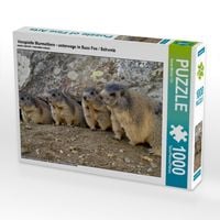 Produktbild: CALVENDO Puzzle Verspielte Murmeltiere - unterwegs in Saas Fee / Schweiz | 1000 Teile Lege-Gr&ouml;&szlig;e 64x48cm Foto-Puzzle f&uuml;r gl&uuml;ckliche Stunden