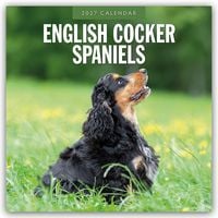 Produktbild: English Cocker Spaniels &ndash; Englisch Cocker Spaniel 2027 &ndash; 16-Monatskalender