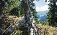 Into the Woods: Pilze suchen und Glück finden