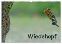 Produktbild: Wiedehopf (Wandkalender 2026 DIN A2 quer), CALVENDO Monatskalender