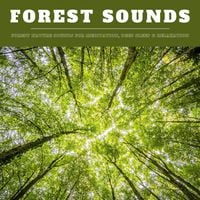 Produktbild: Forest Sounds: Forest Nature Sounds for Meditation, Deep Sleep & Relaxation (XXL Bundle)