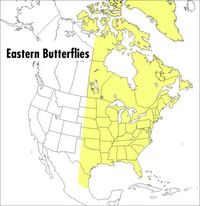 Produktbild: A Peterson Field Guide to Eastern Butterflies