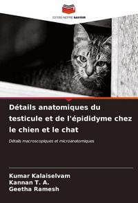 Produktbild: D&eacute;tails anatomiques du testicule et de l'&eacute;pididyme chez le chien et le chat