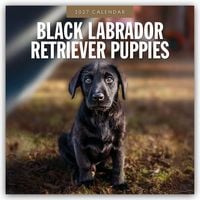 Produktbild: Black Labrador Retriever Puppies &ndash; Schwarze Labrador Retriever Welpen 2027 &ndash; 16-Monatskalender