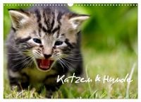 Produktbild: Katzen & Hunde (Wandkalender 2027 DIN A3 quer), CALVENDO Monatskalender