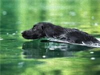 Produktbild: CALVENDO Puzzle Schwarzer Labrador schwimmt im Wasser 1000 Teile Lege-Gr&ouml;&szlig;e 640 x 480 cm Foto-Puzzle Bild von Cornelia Strunz