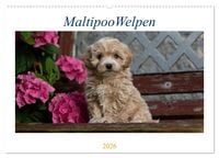 Produktbild: Maltipoo Welpen (Wandkalender 2026 DIN A2 quer), CALVENDO Monatskalender