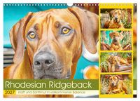 Produktbild: Rhodesian Ridgeback. Kraft und Sanftmut in vollkommener Balance (Wandkalender 2027 DIN A3 quer), CALVENDO Monatskalender