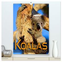 Produktbild: Koalas auf den Pelz ger&uuml;ckt (hochwertiger Premium Wandkalender 2027 DIN A2 hoch), Kunstdruck in Hochglanz