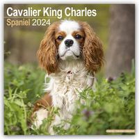 Bild vom Artikel Cavalier King Charles Spaniel 2024 – 16-Monatskalender vom Autor Avonside Publishing Ltd