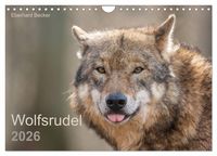 Produktbild: Wolfsrudel (Wandkalender 2026 DIN A4 quer), CALVENDO Monatskalender