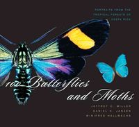 Produktbild: 100 Butterflies and Moths: Portraits from the Tropical Forests of Costa Rica
